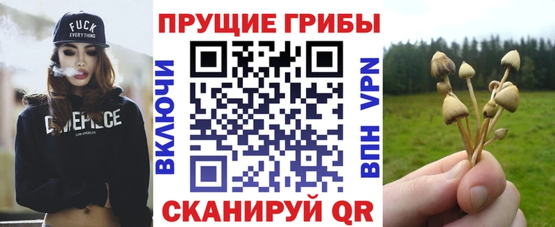 Псилоцибиновые грибы Psilocybe  Купить  Сочи 